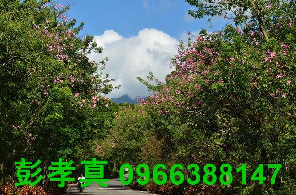 淡水農地-13